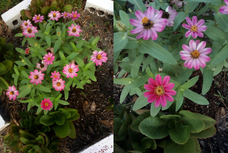 [Two photos spliced together. The image on the right is a close view of a section of the image on the left. The left is the entire flower grouping that was planted in someone's yard. The blooms have petals in various shades of pink. The center is built up with a yellow topping. There are four blooms on the right and nearly two dozen in the photo on the left. ]